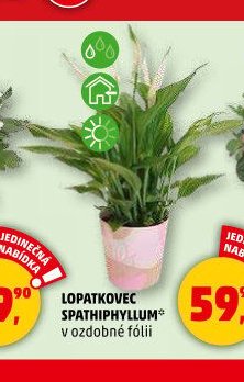LOPATKOVEC SPATHIPHYLLUM
