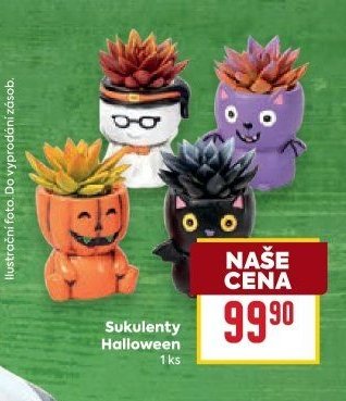 Sukulenty Halloween