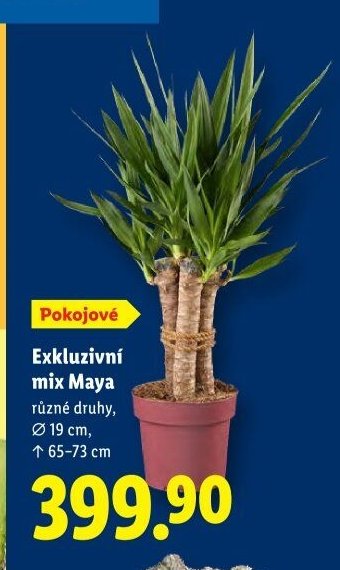 Exkluzivní mix Maya - Lidl akcniletaky.com