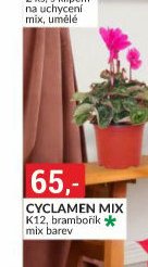 CYCLAMEN MIX