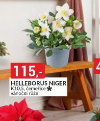 HELLEBORUS NIGER