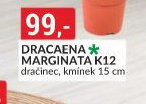 DRACAENA MARGINATA K12