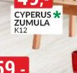 CYPERUS ZUMULA K12