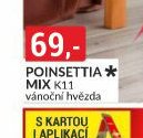 POINSETTIA MIX K11