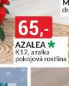 AZALEA K12