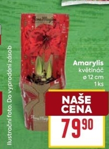 Amarylis - Hvězdník