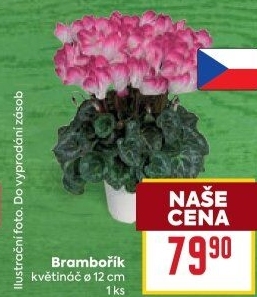Cyclamen - Brambořík