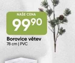 Borovice větev