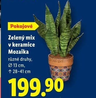 Mix zelených rostlin