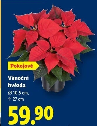 Vánoční hvězda - Poinsettia