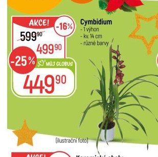 Cymbidium