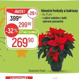 Vánoční hvězdy a kaktusy