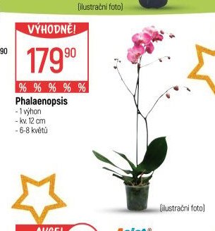 Phalaenopsis