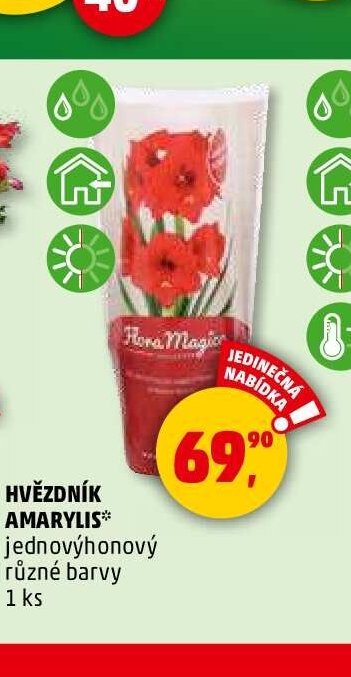 HVĚZDNÍK AMARYLIS