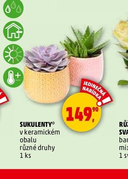 SUKULENTY