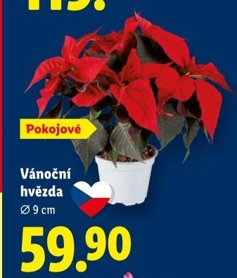 Vánoční hvězda - Poinsettia