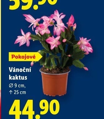 Vánoční kaktus - Schlumbergera