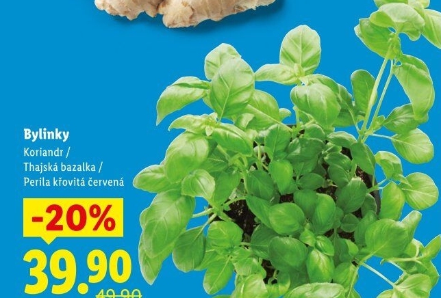 Bylinky v květináči