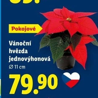 Vánoční hvězda - Poinsettia
