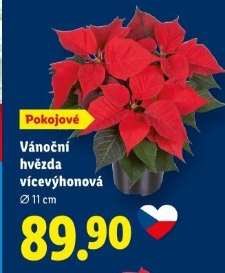 Vánoční hvězda - Poinsettia