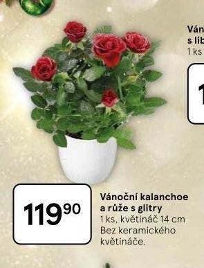 Vánoční kalanchoe a růže s glitry