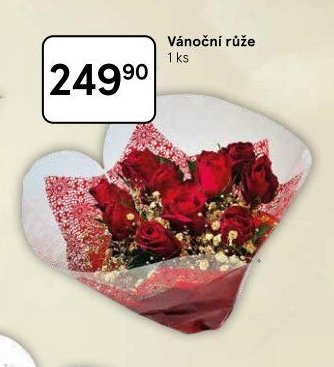 Vánoční růže