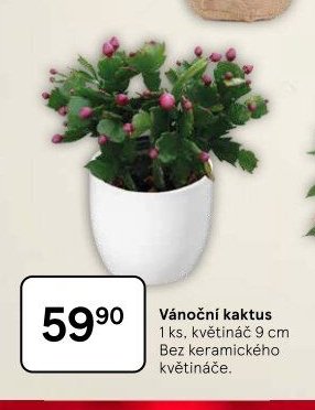 Vánoční kaktus