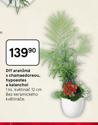 DIY aranžmá s chamaedoreou, hypoestes a kalanchoe