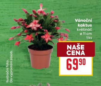 Vánoční kaktus - Schlumbergera