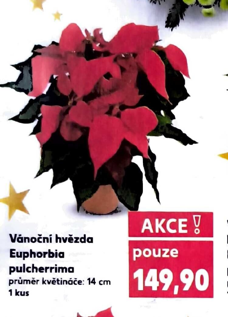 Vánoční hvězda Euphorbia pulcherrima průměr květináče: 14 cm