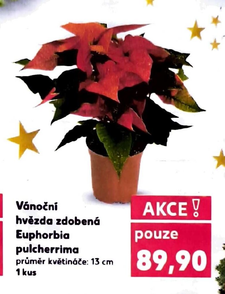 Vánoční hvězda zdobená Euphorbia pulcherrima průměr květináče: 13 cm