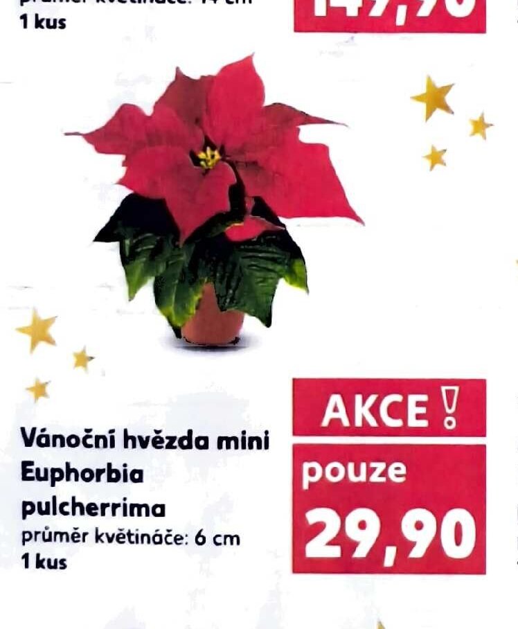Vánoční hvězda mini Euphorbia pulcherrima průměr květináče: 6 cm