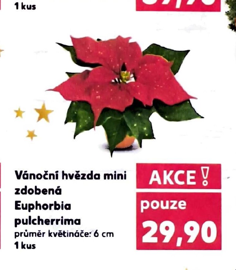Vánoční hvězda mini zdobená Euphorbia pulcherrima průměr květináče: 6 cm