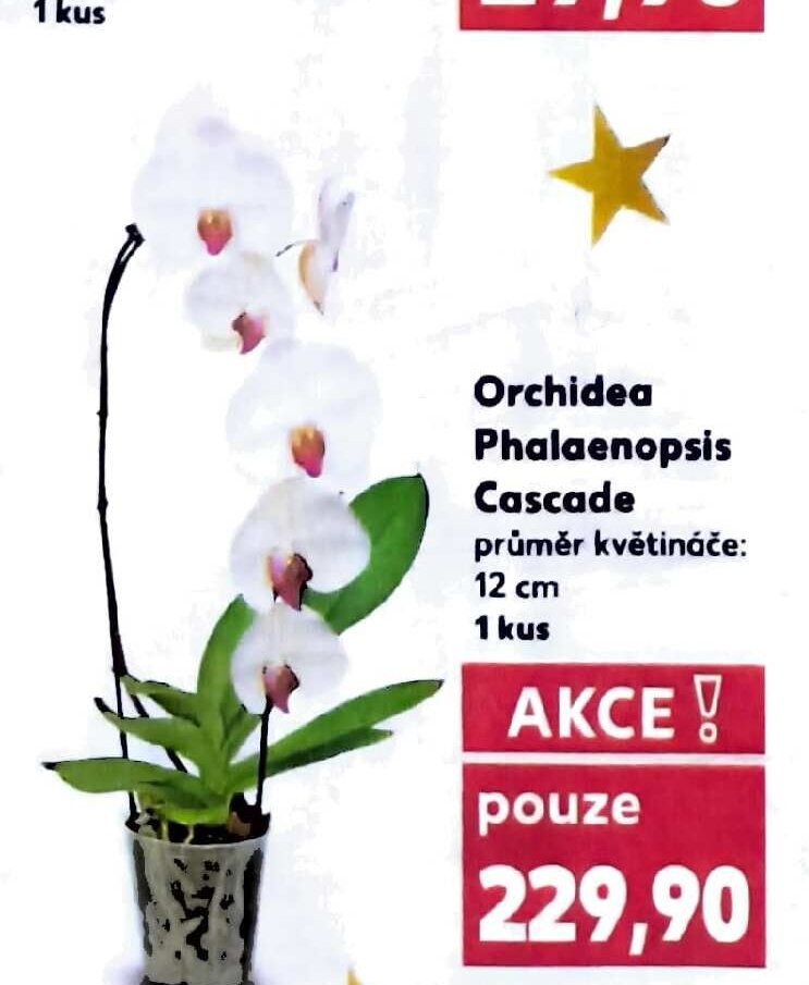 Orchidea Phalaenopsis Cascade průměr květináče: 12 cm