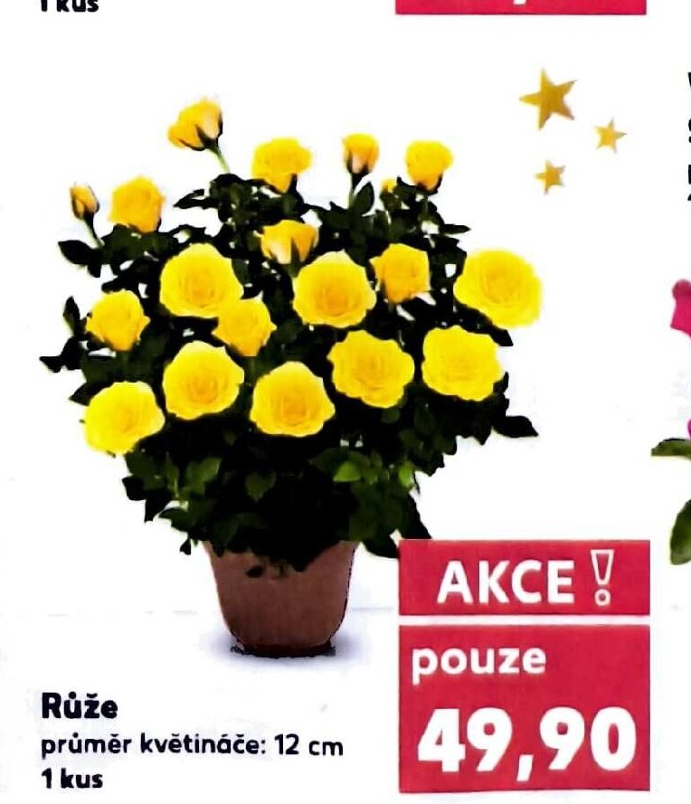 Růže průměr květináče: 12 cm