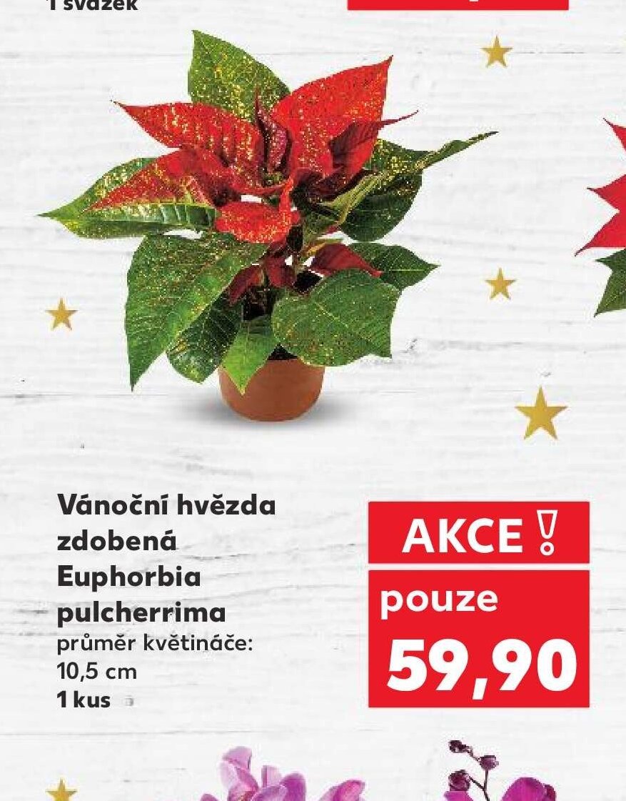 Vánoční hvězda zdobená Euphorbia pulcherrima 10,5 cm - Kaufland akcniletaky.com