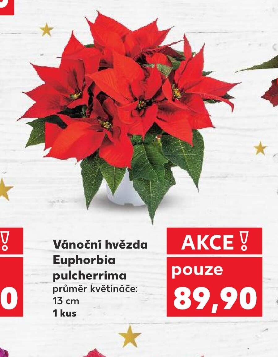 Vánoční hvězda Euphorbia pulcherrima 13 cm