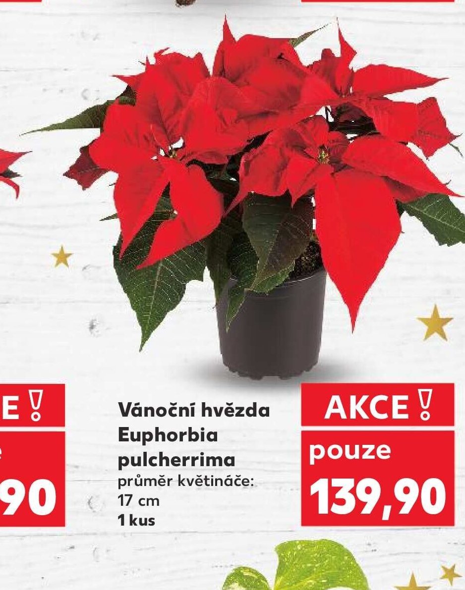 Vánoční hvězda Euphorbia pulcherrima 17 cm