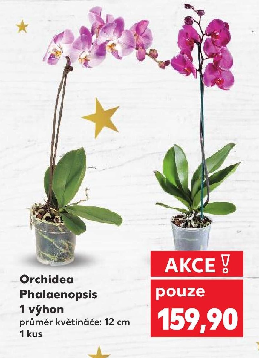 Orchidea Phalaenopsis 1 výhon 12 cm