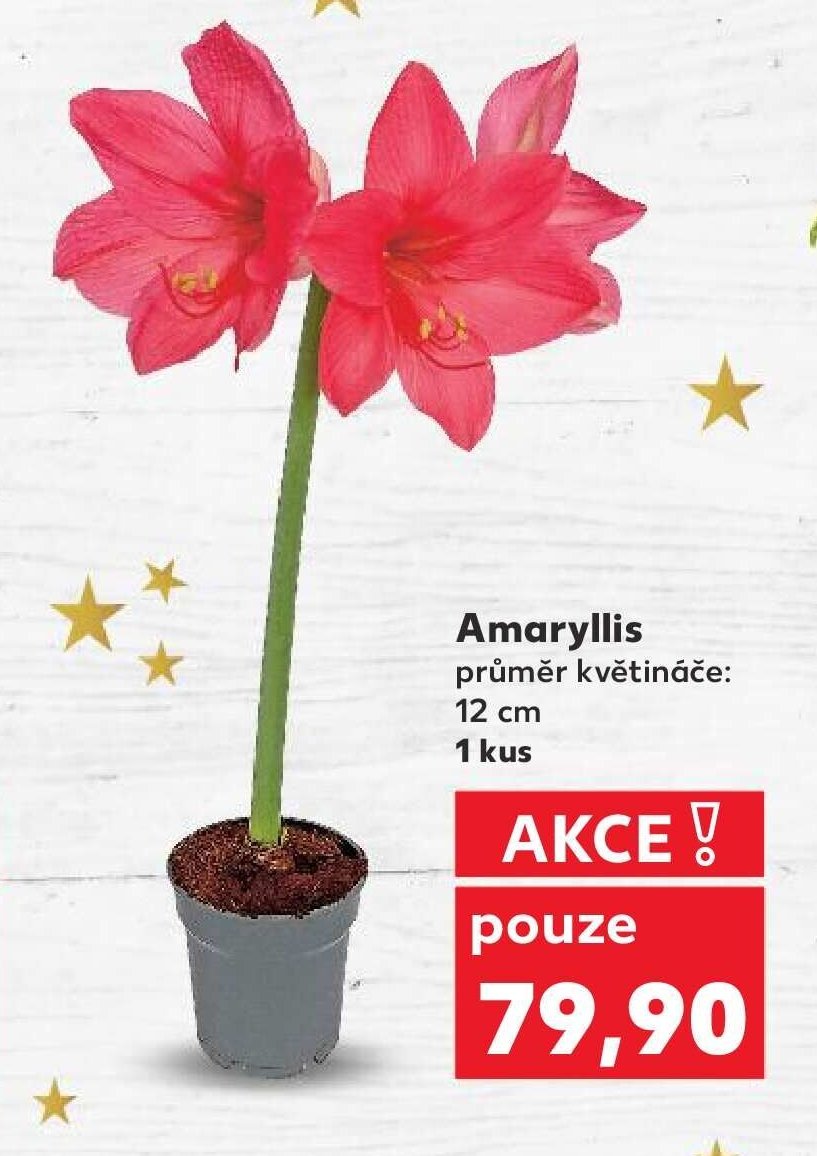 Amaryllis 12 cm