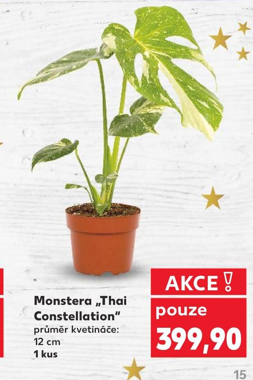 Monstera „Thai Constellation“ 12 cm