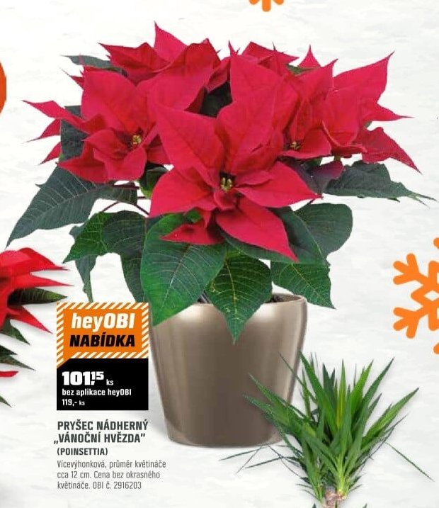 PRYŠEC NÁDHERNÝ „VÁNOČNÍ HVĚZDA“ (POINSETTIA)