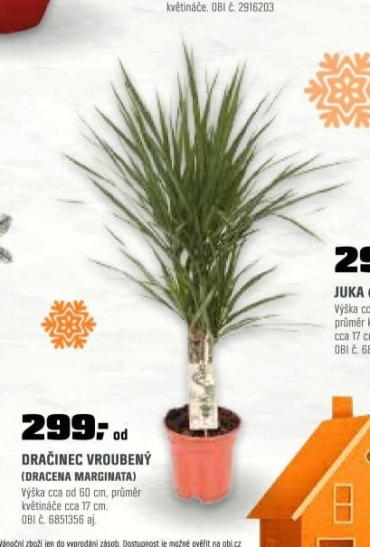 DRAČINEC VROUBENÝ (DRACENA MARGINATA)