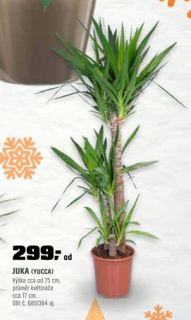 JUKA (YUCCA)