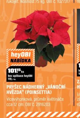 PRYŠEC NÁDHERNÝ „VÁNOČNÍ HVĚZDA“ (POINSETTIA) - OBI akcniletaky.com