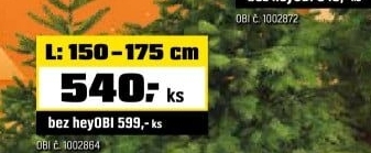 Jedle Nordmannstandard řezaná