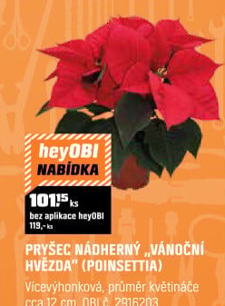 Pryšec nádherný &quot