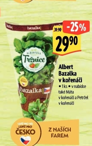 Bylinky v květináči Albert