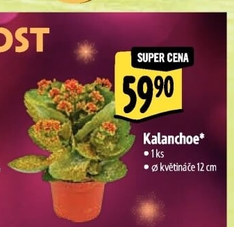 Kalanchoe - Kolopejka