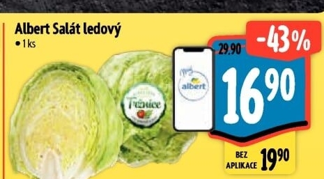 Salát ledový Albert